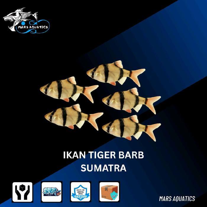 Ikan Hias Ikan Sumatra Tiger Barb Aquascape Ikan Hias Aquascape Sumatra Tiger Barb