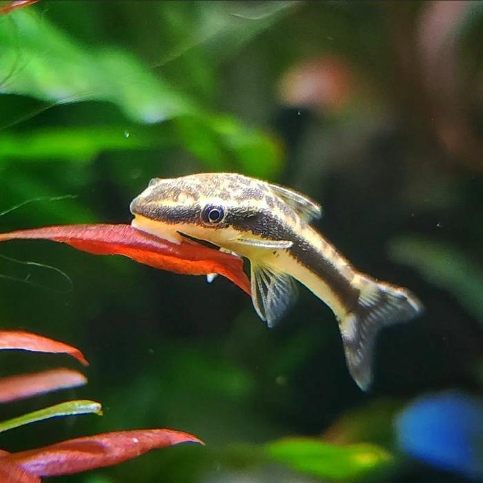 enimel- Ottocinclus Affinis Alga Eater / Otosinklus Pembersih Alga