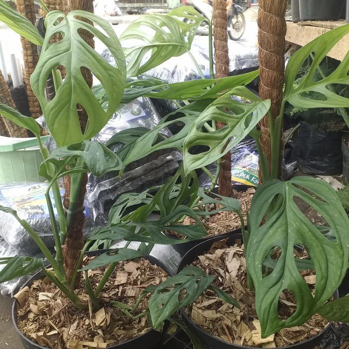 Tanaman Hias Janda Bolong + Pot + Turus Promo Premium