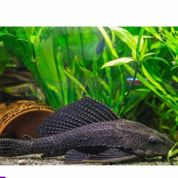 ikan sapu sapu hitam 7-15cm