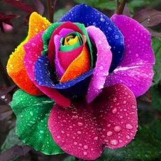 Biji Benih Bunga Mawar Pelangi Rainbow Rose Seeds