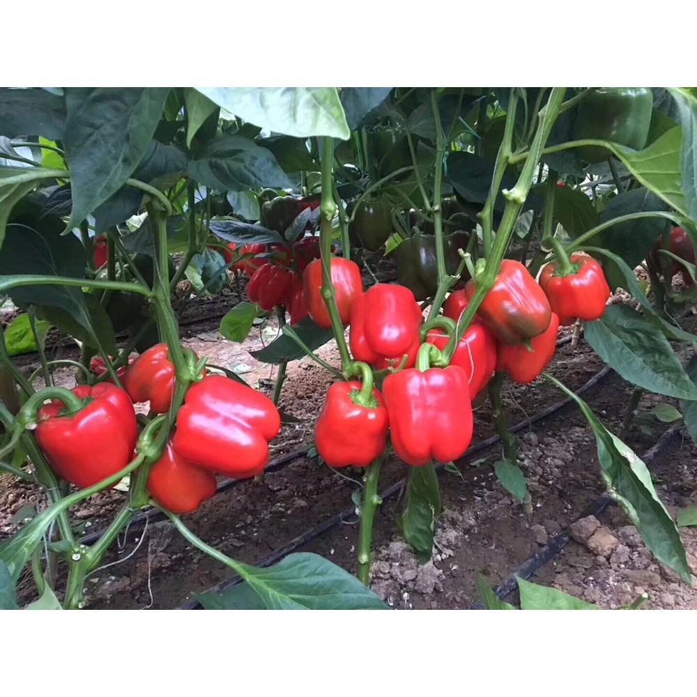 ISI PAKET : MIX/CAMPUR Benih Paprika 4 Warna Bibit Tanaman Paprika Mix Merah Hijau Kuning Ungu