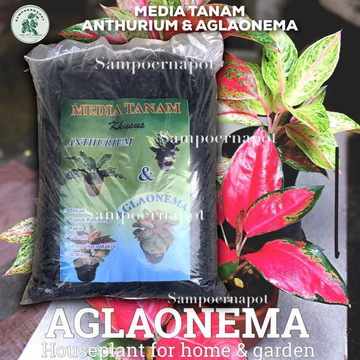 NEWs MEDIA TANAM ORGANIK KHUSUS ANTHURIUM AGLAONEMA SIAP PAKAI - AGLAONEMA