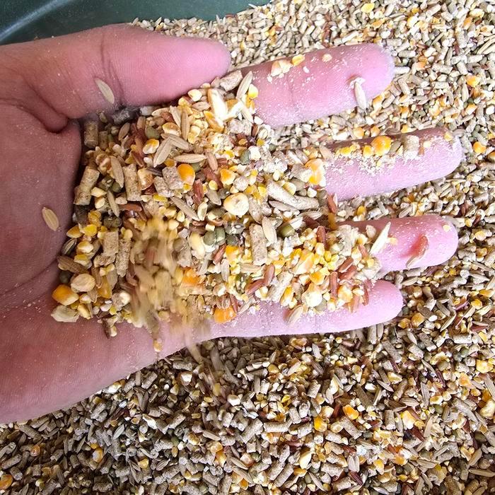 JAGUNG CAMPUR UNTUK PAKAN AYAM BANGKOK PETELUR PEDAGING KAMPUNG ADUAN BROILER 1 KG