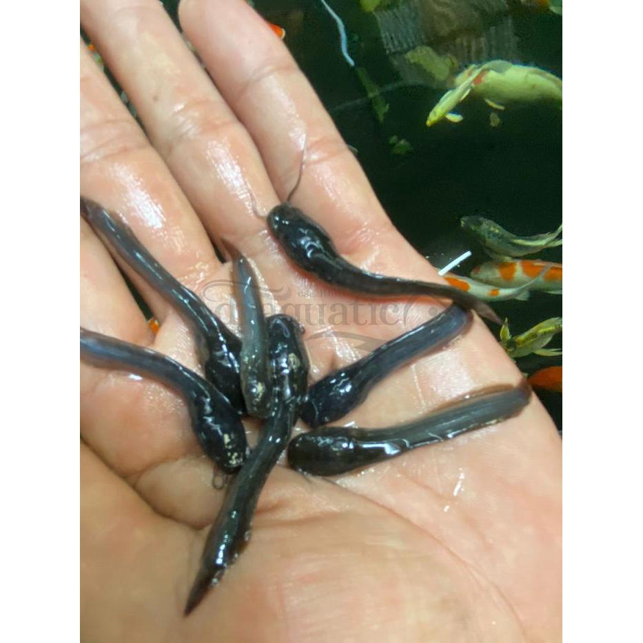 IKAN LELE KECIL HIDUP 10 EKOR PAKAN IKAN PREDATOR MAKANAN PELET PELLET