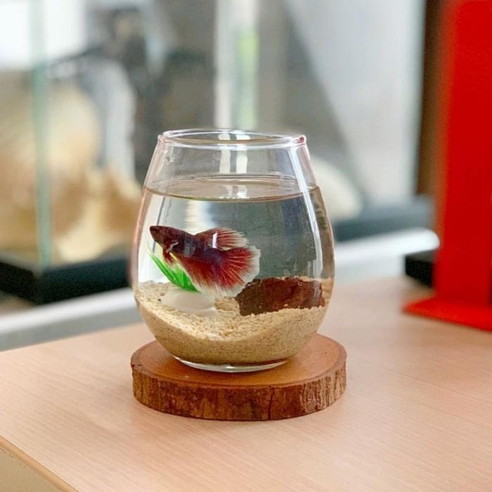 PAKET AQUARIUM MINI IKAN CUPANG TUSKANI / AKUARIUM BULAT AESTHETIC / TANK IKAN HIAS KECIL