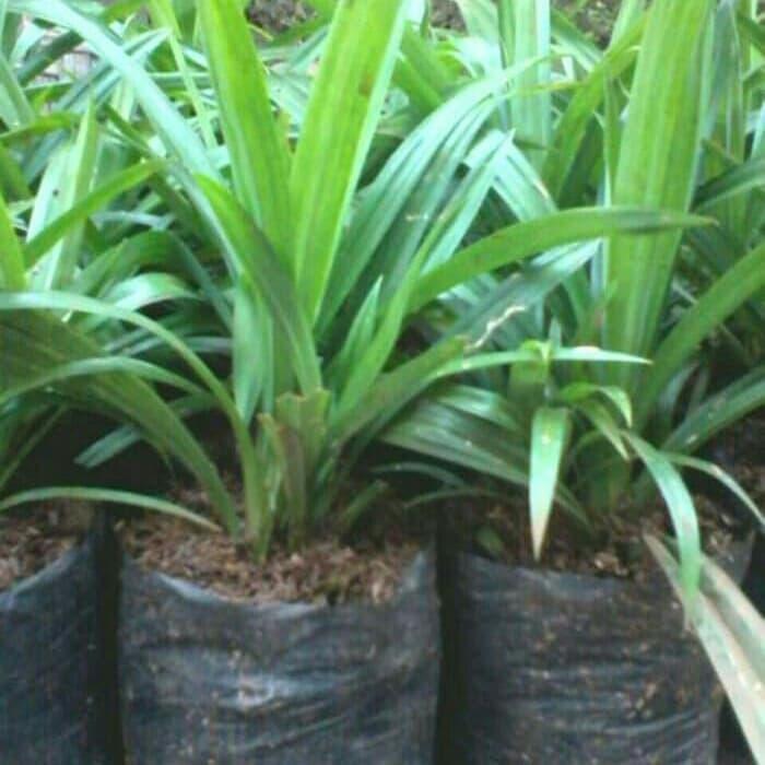 pandan wangi/pohon pandan wangi