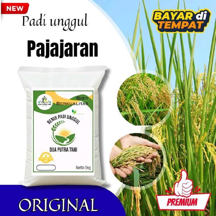 BENIH PADI UNGGUL PAJAJARAN KEMASAN 5KG BERKUALITAS ORIGINAL Bibit