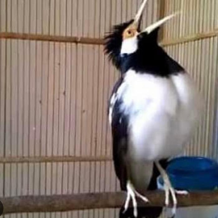 Jalak suren dewasa gacoran