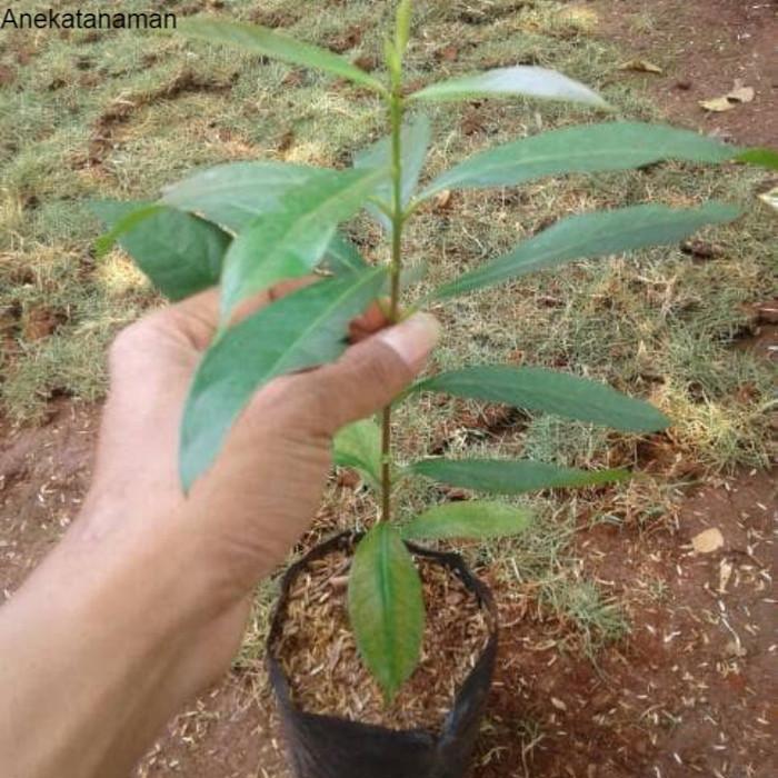 pohon salam / bibit pohon salam