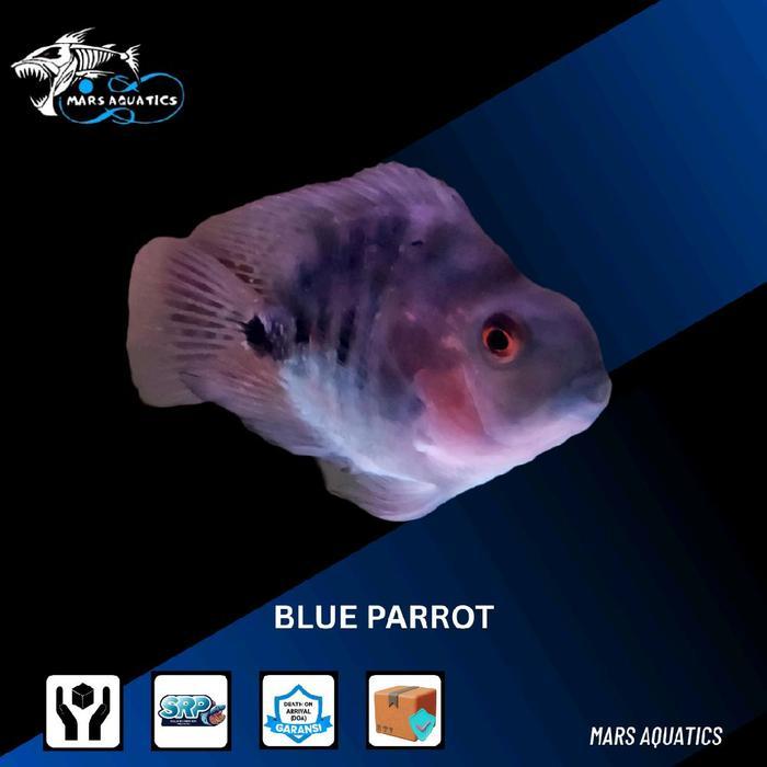 IKAN BLUE PARROT CICHLID TANKMATE