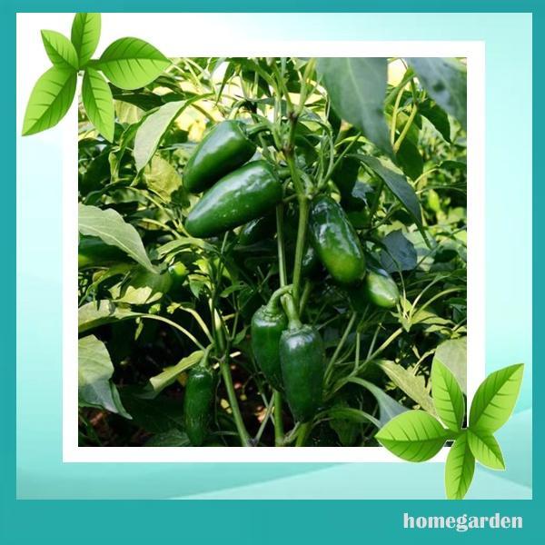 READY BIBIT CABE JALAPENO BIBIT CABE GENDOT BENIH CABE TERPEDAS BIBIT CABE BIBIT TANAMAN SAYURAN