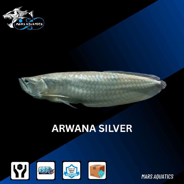 Ikan Arwana Silver Brazil BIG Size Tankmate Aquascape