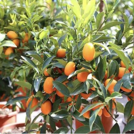 Tanaman buah Jeruk Nagami // tanaman buah // jeruk nagami