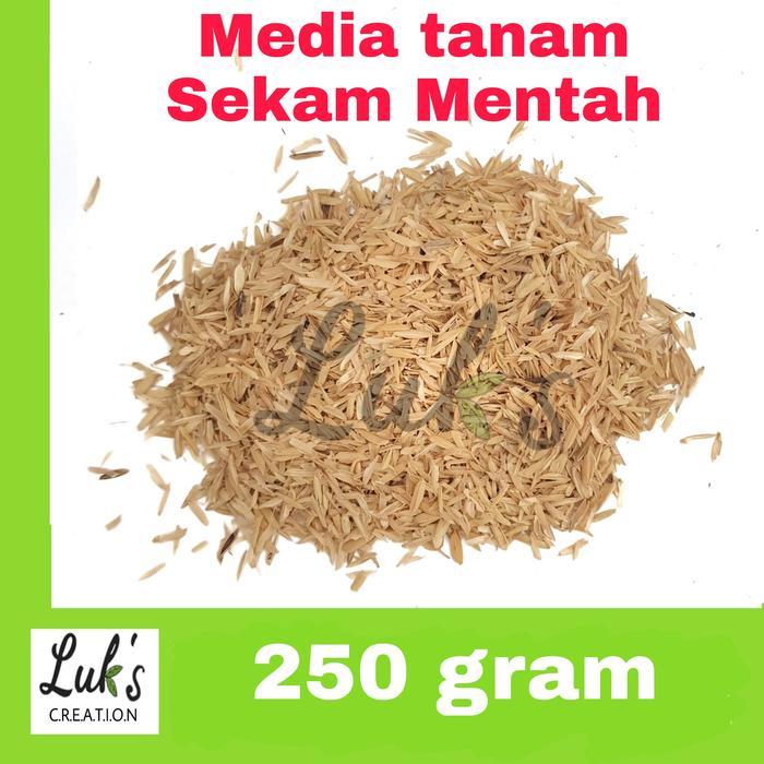 Sekam mentah media tanam sekam padi mentah non fermentasi