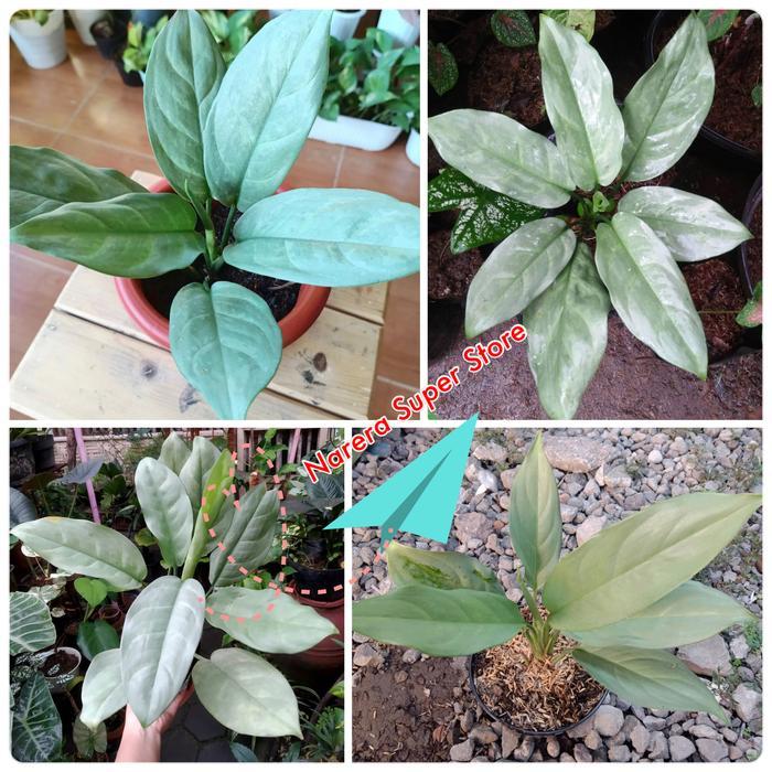 SALE Aglonema Silver Difen Diven Aglaonema Tanaman Hias Murah Ekonomis Termurah