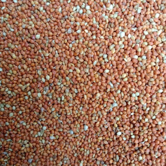 Jewawut pakan tambahan burung canary Lovebird perkutut