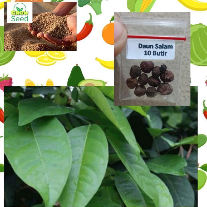10 BUTIR BIJI BENIH POHON DAUN SALAM SIAP SEMAI