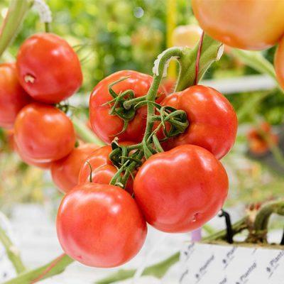 BIBIT PREMIUM TOMAT APEL RED SWEET BIJI BENIH TOMAT APEL BIBIT TOMAT GIANT