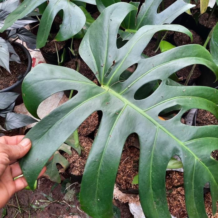 SALE TANAMAN MONSTERA DELICIOSA KING 1 DAUN TUNAS Termurah