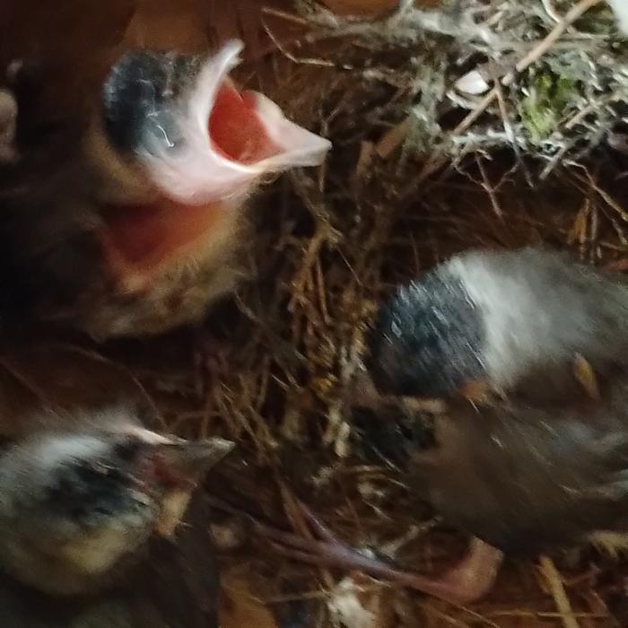 hgycy- Anakan Lolohan Burung Kutilang Pilihan