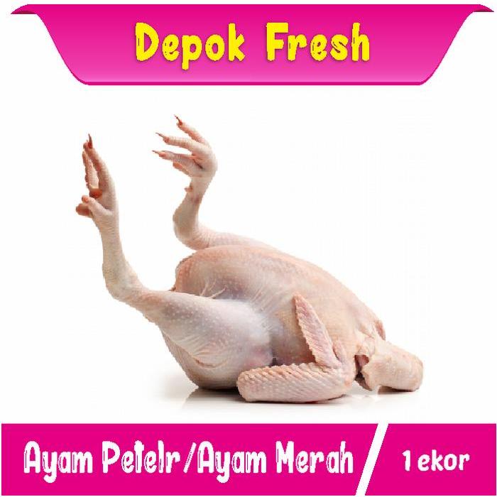 Ayam MERAH / PETELUR Potong Fresh dan Baru Ayam Depok Fresh