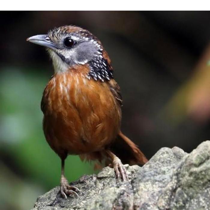 Burung wambi lokal besar