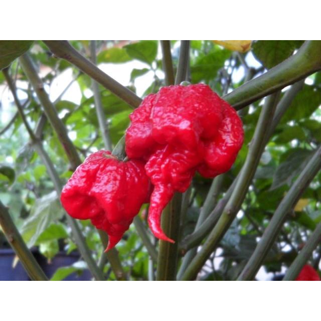 Benih Bibit Cabe Carolina Reaper