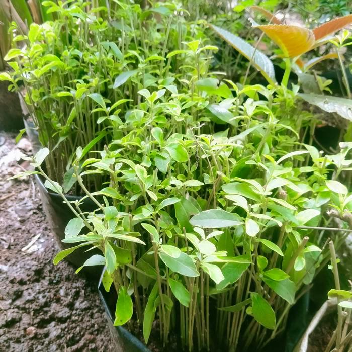 paket 50 batang Lee Kwan yew varigata