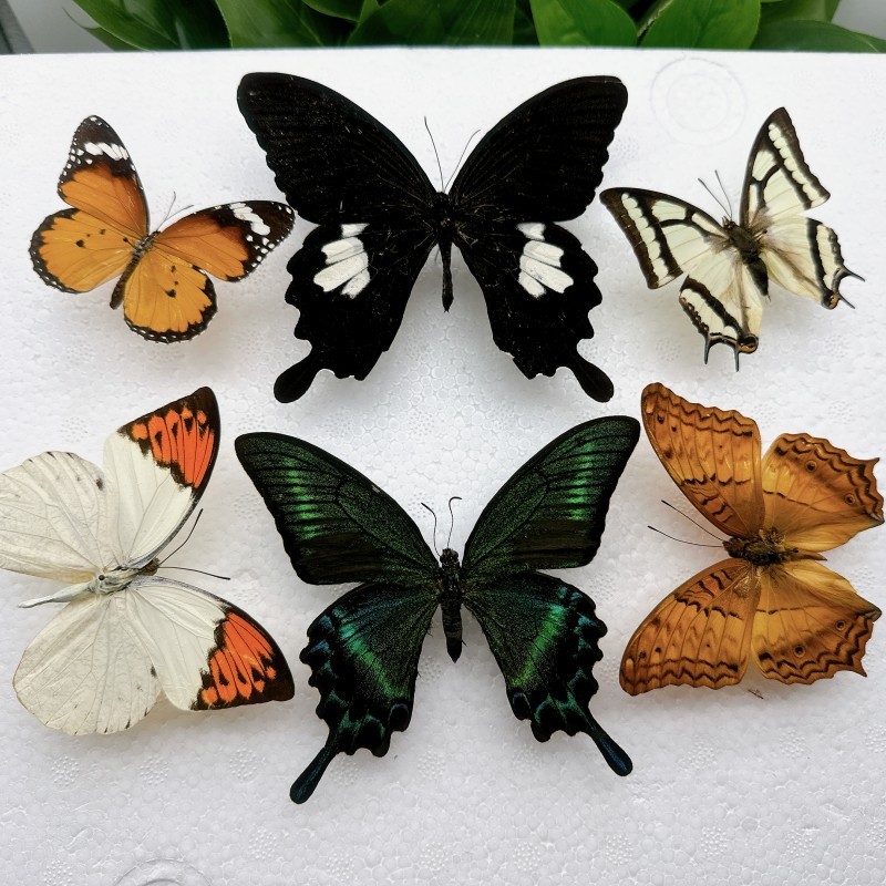 Natural Unmounted Rhopalocera / Le Papillon / Butterfly Specimen