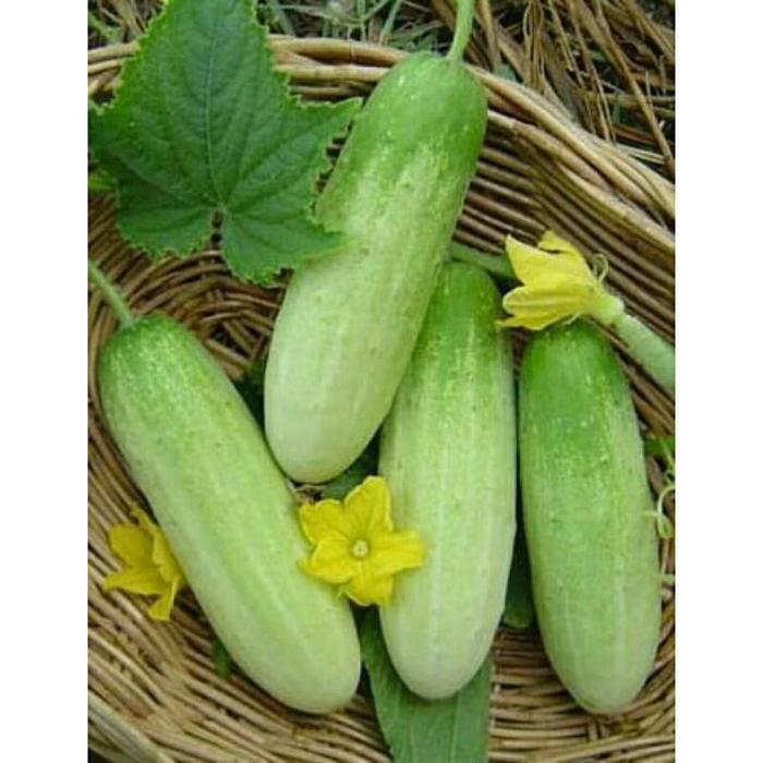 25 Biji Benih Timun Baby 007 F1 Timun Baby Tidak Pahit Benih Sayuran Bibit Sayuran