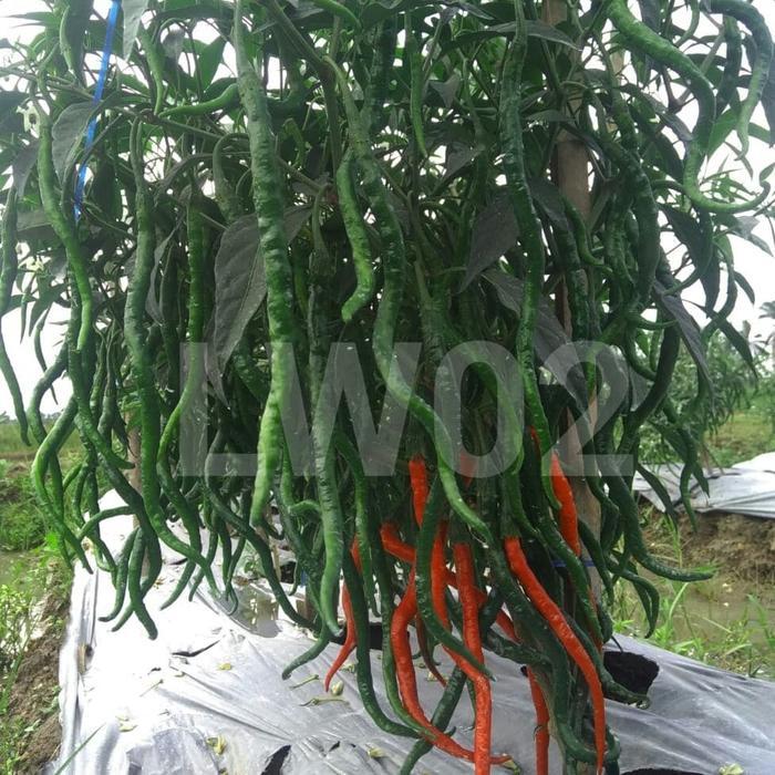 Benih Cabe Unggul LW-02