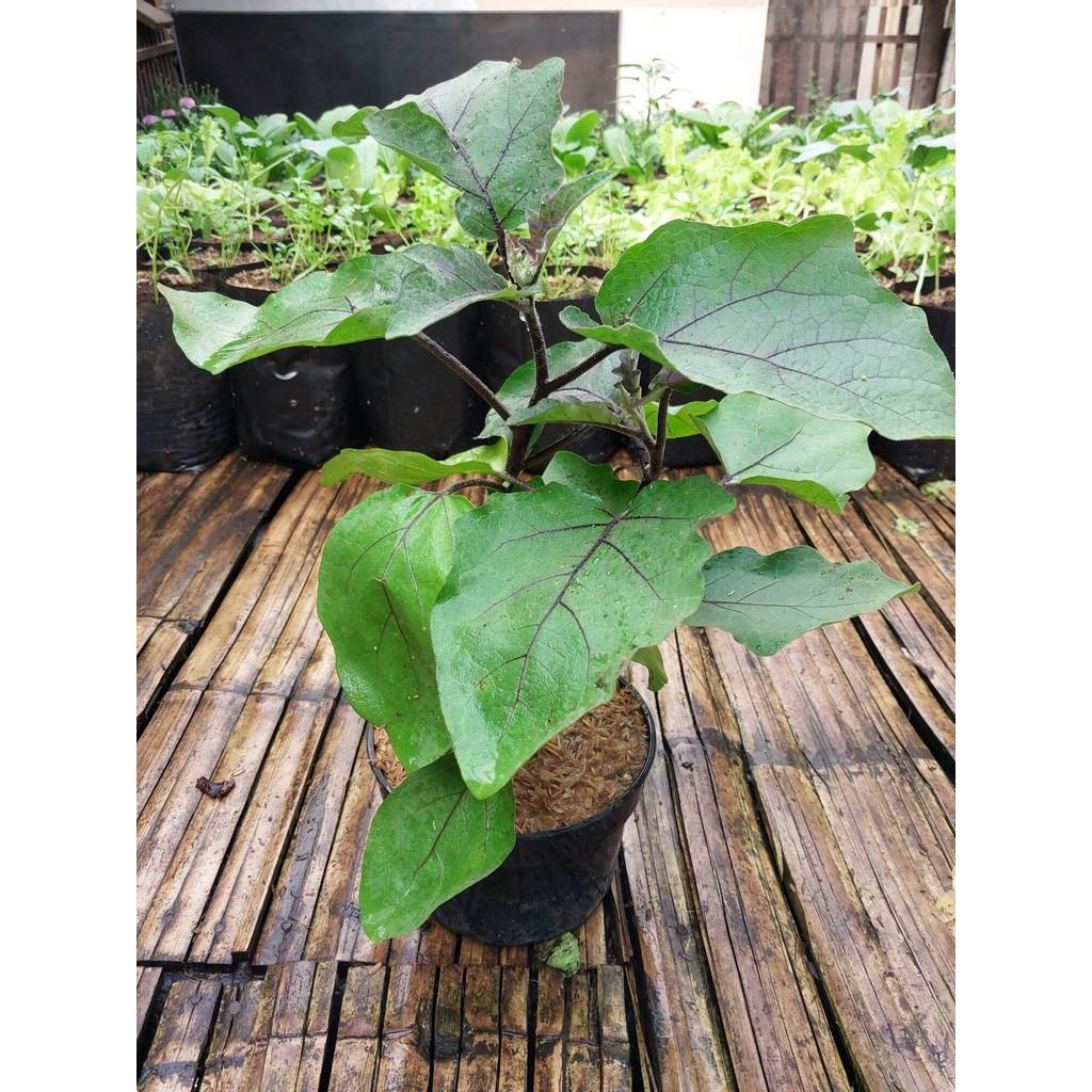 PAKET 3 JENIS TANAMAN SAYURAN SUDAH BERBUAH ( BUKAN BIBIT )