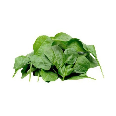 Benih Unggul Biji Bibit Sayuran Spinach import Belanda
