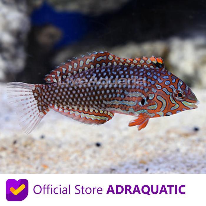 IKAN HIAS AIR LAUT KELING BATIK WRASSE MACROPHARYNGODON ORNATUS