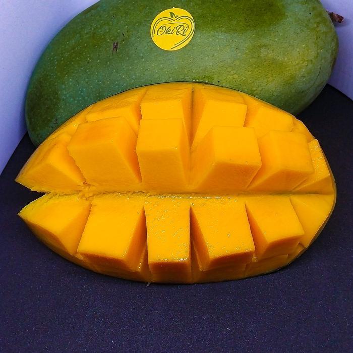 mangga harum manis super buah mangga harum manis matang pohon MP