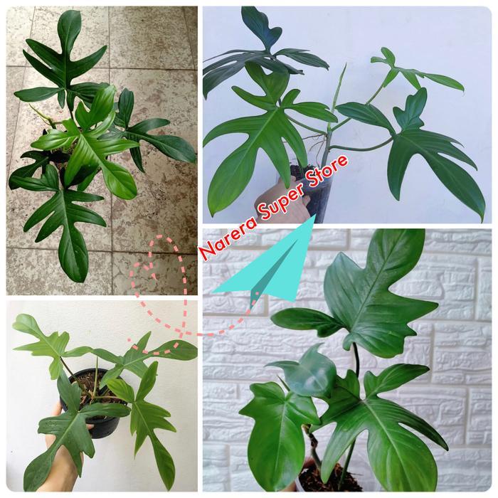 SALE Tanaman Hias Philodendron Pedatum Philo Merpati Murah Ekonomis Termurah