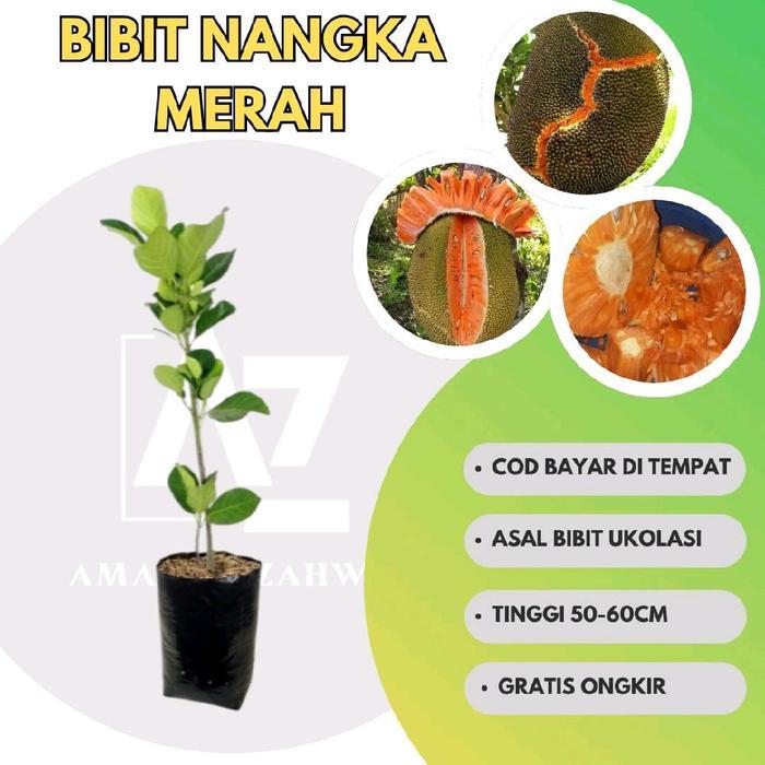 BIBIT NANGKA MERAH BENIH .