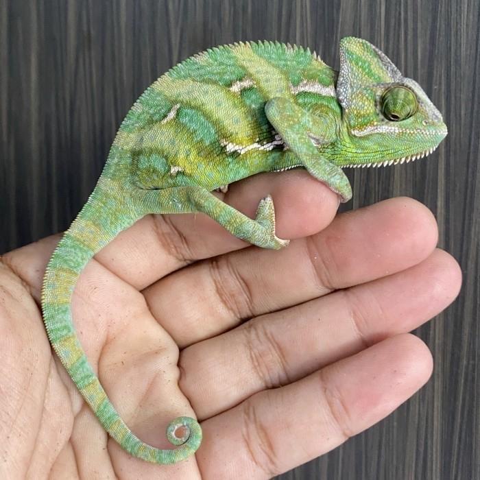 VEILED CHAMELEON