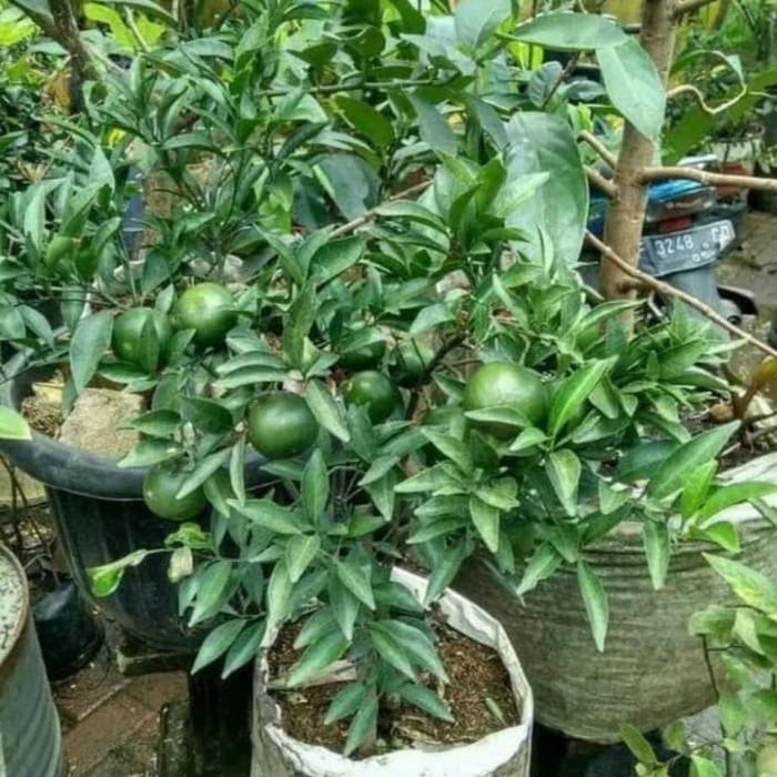 Tanaman Buah Jeruk Santang Madu Hijau Besar Sudah Ada Buahnya