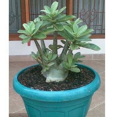 Bibit / Benih Biji Adenium ARABICUM YAMAN Mudah Tumbuh isi 10 Biji Gratis Ongkir