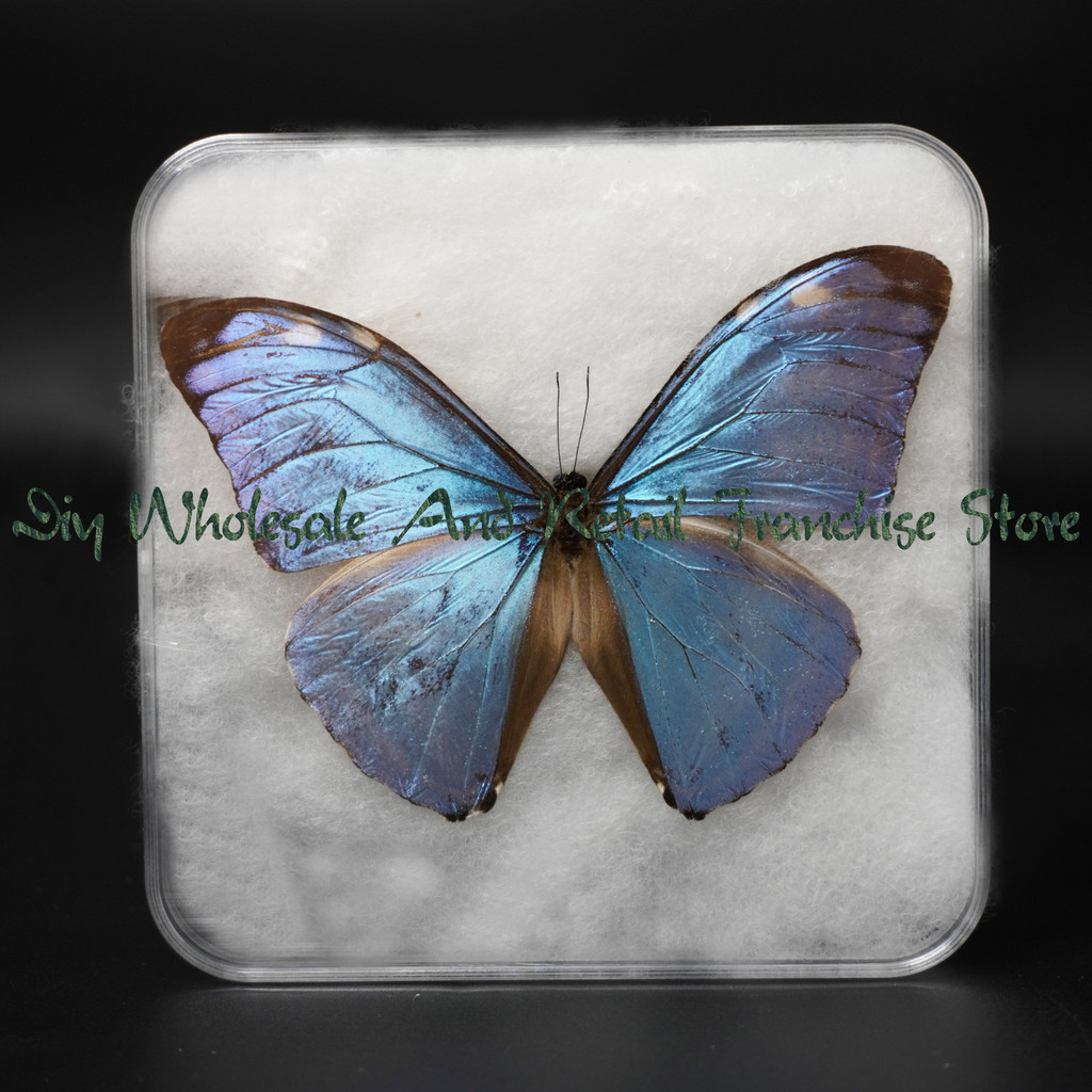Real Butterfly Specimens Rare Butterflies Beautiful And Stunning