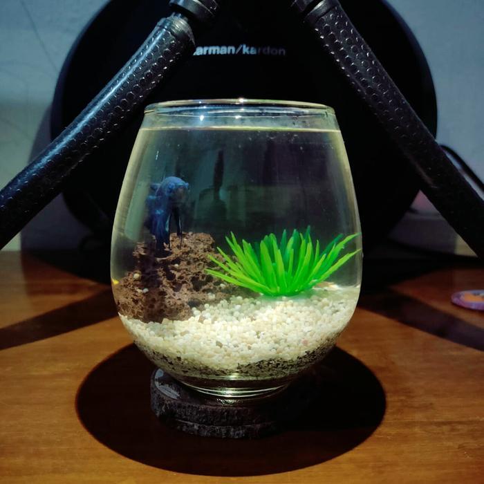 AKUARIUM MINI CUPANG / TANK CUPANG / AQUARIUM GUPPY / AQUASCAPE UNIK