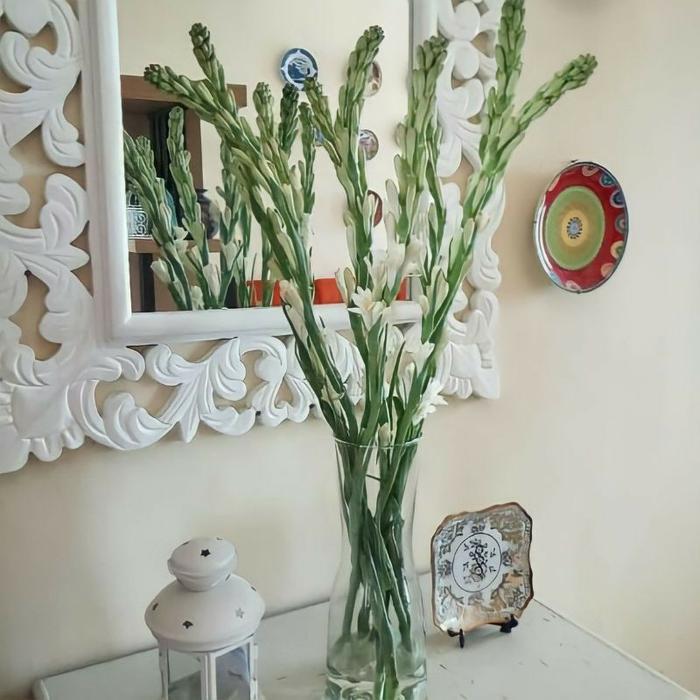 Bunga Sedap Malam Segar per 10 Tangkai