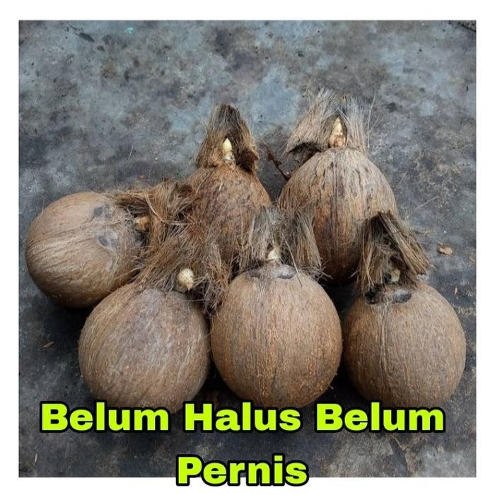 New- Bonsai Kelapa/Bahan Bonsai Kelapa/Bonsai Kelapa Gading/Bonsai minion