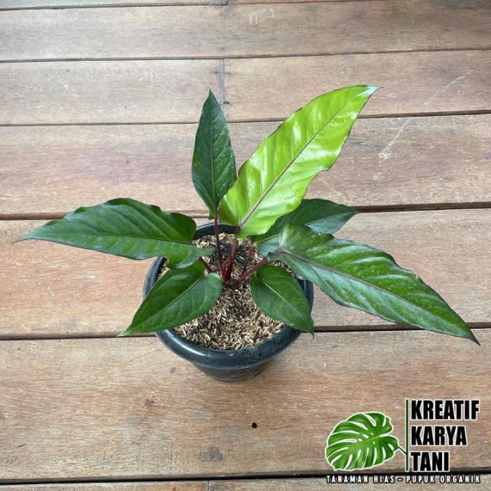 Tanaman Hias Anthurium Black Beauty - Anturium Black Beauty
