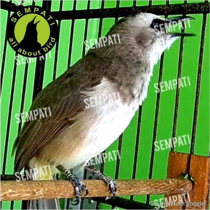 VOER SUPER TRUCUK SEMPATI PELLET PUR VOER PISANG PAKAN BURUNG VOERTRSM