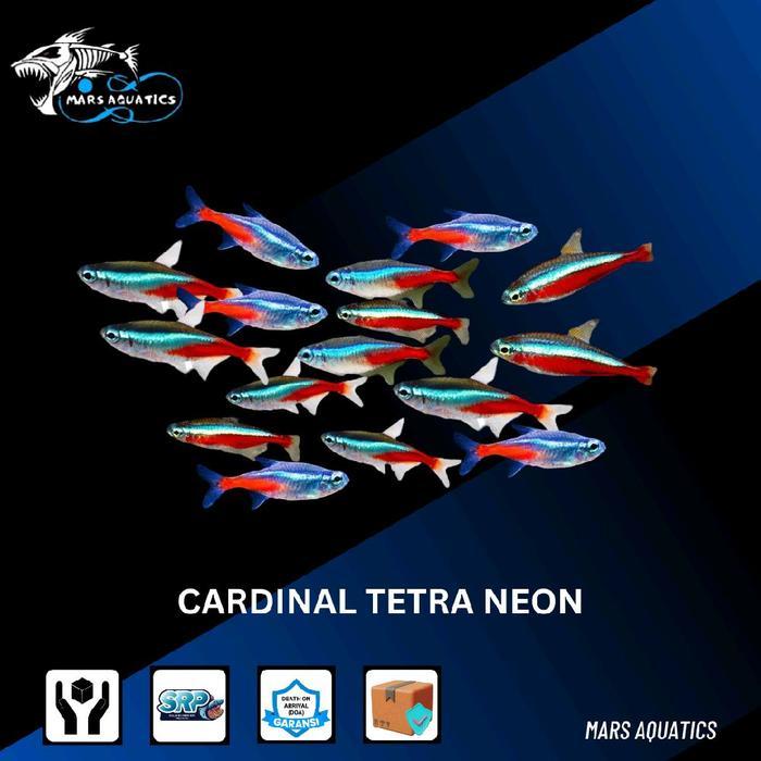 Ikan Hias Ikan Neon Cardinal Aquascape