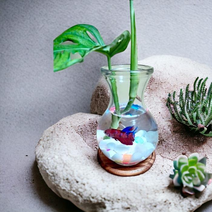 AQUARIUM CUPANG BULAT IKAN HIAS AKUARIUM BALON AESTHETIC