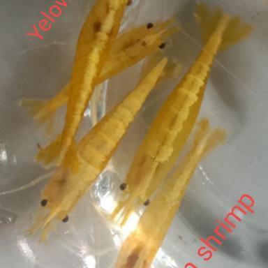 hiasan akuarium udang hias yelow fire indukan